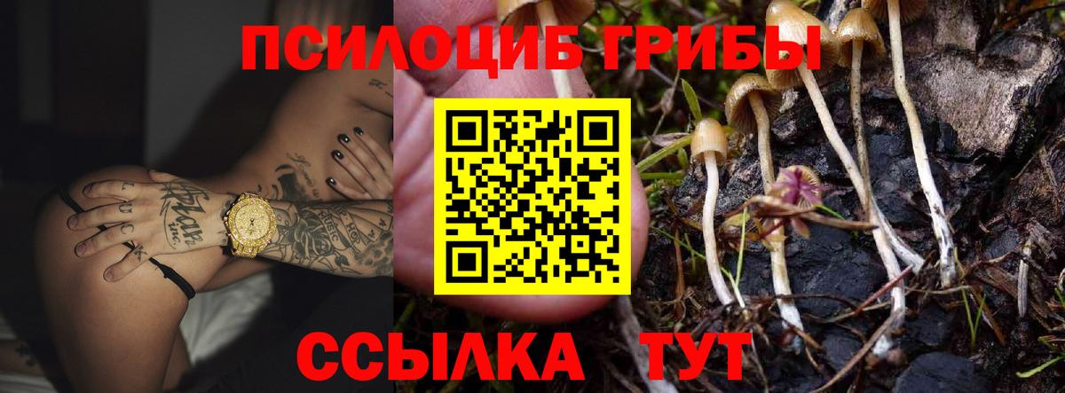 Галлюциногенные грибы Psilocybe Кингисепп